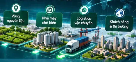 Sơ đồ chuỗi: vùng nguyên liệu, nhà máy chế biến, logistics, khách hàng và thị trường